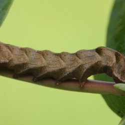 perzikkruiduil rups