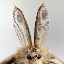 plakker
