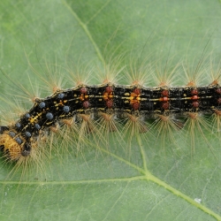 plakker rups