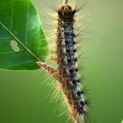 plakker rups