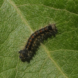 plakker rups