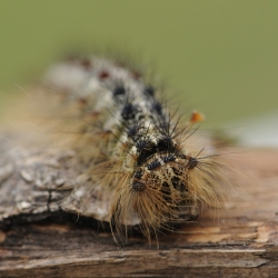 plakker rups