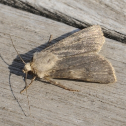 puta-uil