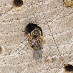 grote wolbij