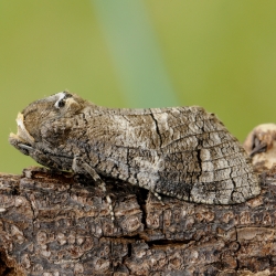 wilgenhoutrups