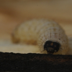 wilgenhoutrups rups