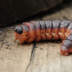wilgenhoutrups rups