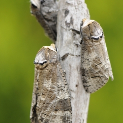 wilgenhoutrups