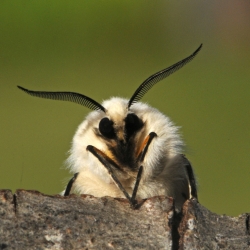 witte tijger