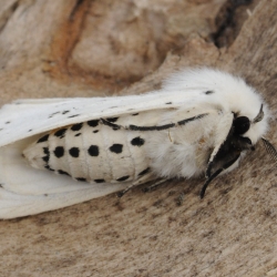 witte tijger