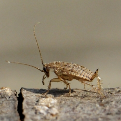 Bleke kakkerlak