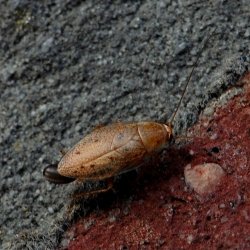 bleke kakkerlak Ectobius pallidus.jpg