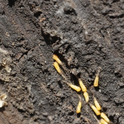 insect onbekend
