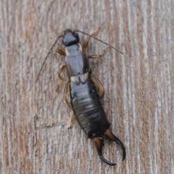 oorworm