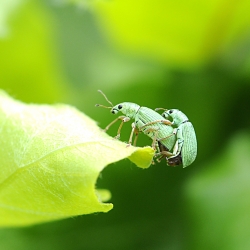 groene snuitkevers