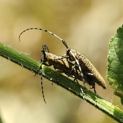 distelboktorren