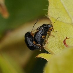 steilkopjes