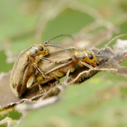 viburnumhaantjes