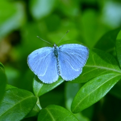 boomblauwtje