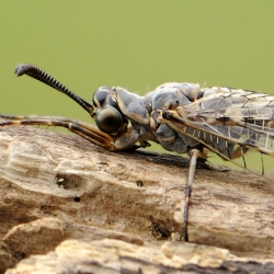 gewone mierenleeuw