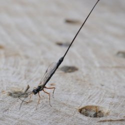 sluipwesp gasteruption jaculor 