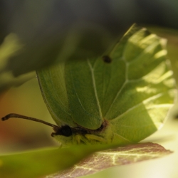 citroenvlinder nachtschuilplaats in klimop