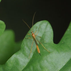 tryphoninae spec
