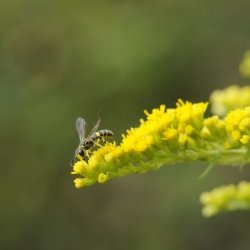 Wespachtige onbekend