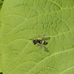 Wespachtige onbekend