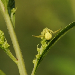 gewone kameleonspin