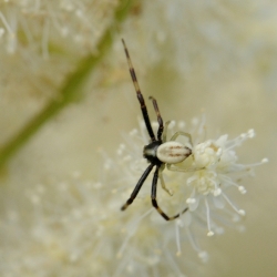 gewone kameleonspin man