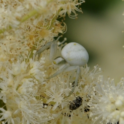 gewone kameleonspin