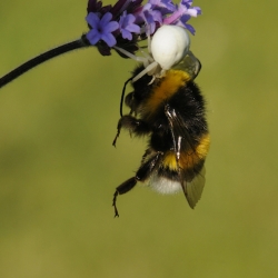 gewone kameleonspin