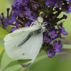 gewone kameleonspin