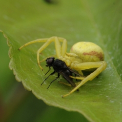 gewone kameleonspin