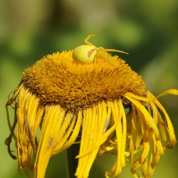 gewone kameleonspin