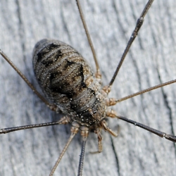 gewone hooiwagen vrouw
