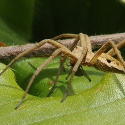 kraamwebspin
