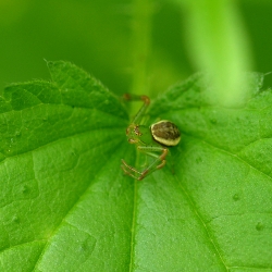 groene krabspin