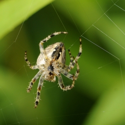 spin in web