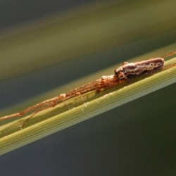 strekspin