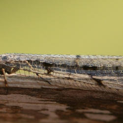 gewone mierenleeuw