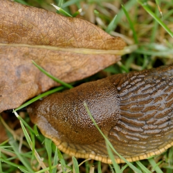 slak en slakkenvlieg coremacera marginata