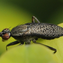 slakkenvlieg coremacera marginata