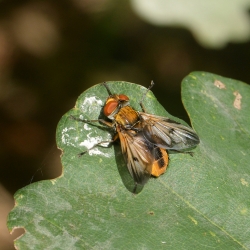 sluipvlieg waarschijnlijk de Ectophasia crassipennis