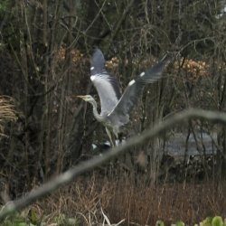 blauwe reiger in de vlucht