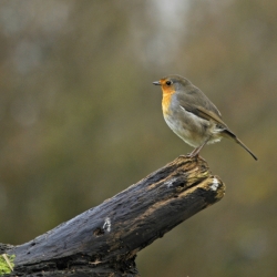 roodborstje