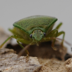 berkenschildwants - Elasmostethus interstinctus