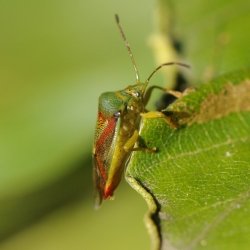 berkenschildwants - Elasmostethus interstinctus