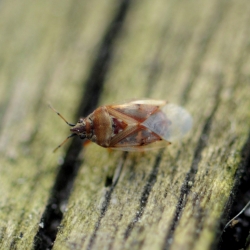 Berkensmalsnuit - Kleidocerys resedae